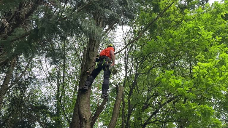 How Our Tree Care Process Works  in  Lusby, MD