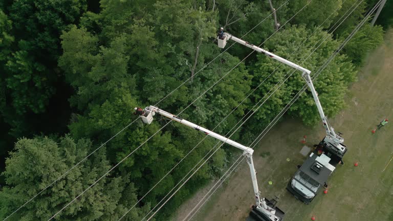 Best Tree Removal  in Lusby, MD