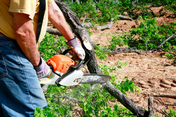 Best Lawn Pest Prevention  in Lusby, MD
