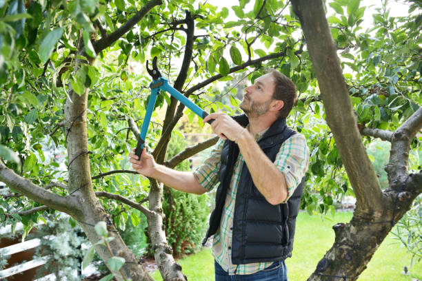 Best Fruit Tree Pruning  in Lusby, MD